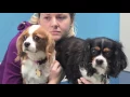 2017 Puppy Mill Rescues - Cavalier Rescue of Alabama