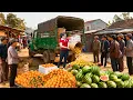 Use a Truck to Buy 3000+ of Watermelons and Oranges and Sell at Market Tet | Tieu Hue Daily