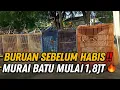 Download Lagu BURUAN SEBELUM HABIS ‼️ MURAI BATU PRESTASIAN, PROSPEK LAPANGAN MULAI 1,8JT🔥 LAGOA KOJA