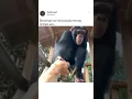 Download Lagu Showing How Ridiculously Strong Chimps Are 💪💪 cute funny animals 😹😹