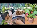Lagu Let's repot Variegated Anthurium foliage| Ang bilis lumaki at lumago ang mga dahon #plantcare
