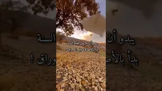 حالات واتس اب تخيل شجرة بيها أوراق حالات حزينه حالات تساقط أوراق الشجر 