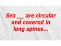 Sea are circular and covered in long spines CodyCross Crossword Answer