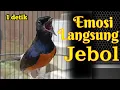 Download Lagu EMOSI JEBOL🔥MURAI BATU GACOR SEKALI DENGAR MURAI BATU APAPUN PASTI NYAUT CEPAT BUNYI BONGKAR ISIAN