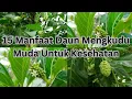 Lagu 15 Manfaat Daun Mengkudu Muda Untuk Kesehatan