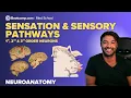 Overview of Sensation Sensory Pathways 1st 2nd 3rd Order Neurons Explained