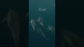 SAILING AROUND THE WORLD & DOLPHINS #learntosail #boat #letsgosailing #sailing #dolphins #dolphin