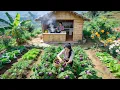 Lagu Quiet Mountain Farm Life: Gardening, Fresh Eggplant Harvest \u0026 Simple Stir-Fried Frog Cooking