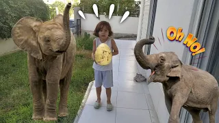 EYVAH UDAY FİLİN DEV YUMURTASINI KAÇIRDI ماما جابت بيبي جنى مقداد طيور الجنة 