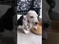 Ears
