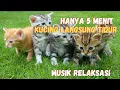Download Lagu Musik untuk kucing.... bikin kucing tidur