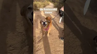 Baby rattlesnake on the trail when walking our son’s dog.  Cute little Red Diamond Rattlesnake ￼￼