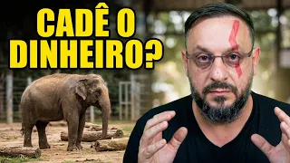 "Santuário" dos elefantes acusa zoológico de não conseguir cuidar de Sandro, mas pede PIX pra viagem