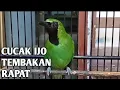 Download Lagu Cucak Ijo Gacor Tembakan Mesin Jahit