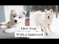 First Year with a Samoyed Puppy 8 weeks to 1 year