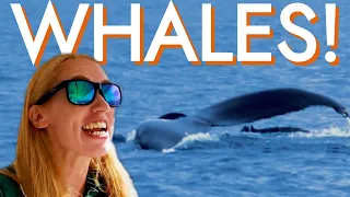 Sailing with HUMPBACK WHALES! [Ep22 RED SEAS]
