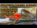 TREATMEN CHANNA AGAR GONDRONG‼️ TANPA DI SISIR ‼️ #auranti #channaauranti