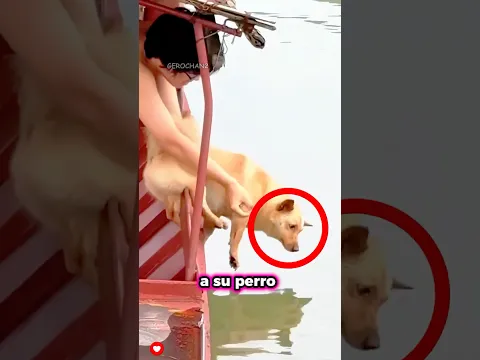 Este Perro Tenía Miedo De Nadar En El Agua 🥹🐶