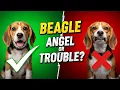 Beagle The Pros Cons - What No One Tells You