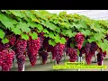 Wait Until You See These Greenhouse Grapes!