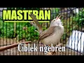 Download Lagu CIBLEK SAWAH GACOR ‼️Ngebren panjang cocok buat masteran