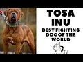 Tosa Inu dog breed - The Japanese figting dog DogCastTV