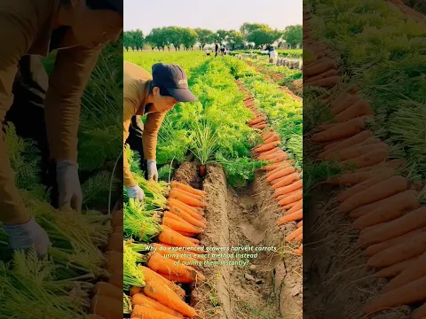 Why Do Experts Harvest Carrots This Way? #harvesting #farmer #farm #asmr