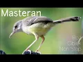 Download Lagu Masteran Ciblek Ngebrem Non Stop 19 Menit Tanpa Putus