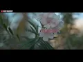 Download Lagu Arief - BELAHAN JIWA (OFFICIAL MUSIC VIDEO)