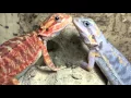 Paradox with a stunning sibling Bearded Dragon