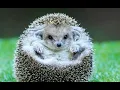 Hedgehog Book Recommendations VS Goliath
