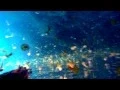 Jellyfish Cave