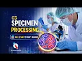 03 Microbiology Specimen Processing Explained CLS MLT Clinical Lab Workflow