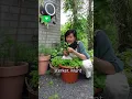 Download Lagu Munt kweken en verzorgen. Volg me voor meer kweektips.