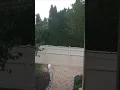 Cat vs Coyote Roller