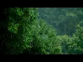 Rainy Forest 4K Live PC Wallpaper