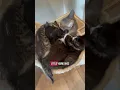 Download Lagu Poppy’s session with a pet communicator was eye opening! #cat #kitten #cats #catlover #kitty
