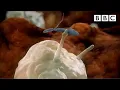 Download Lagu Sperm attacked by woman's immune system | Inside the Human Body - BBC