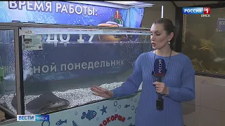 В Омском акванариуме «Наутилус» готовят новый дом для ската Маргоши