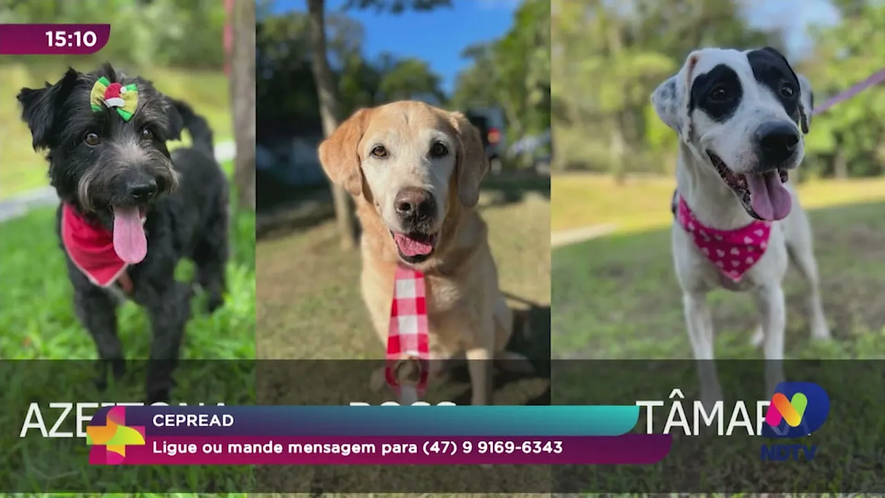 Me Adota: conheça o Cepread e os pets que estão para adoção