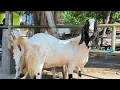 Download Lagu 800 ribu !! Babon Hamil Muda Harga Murah Meriah !! Pasar Kambing Tuban