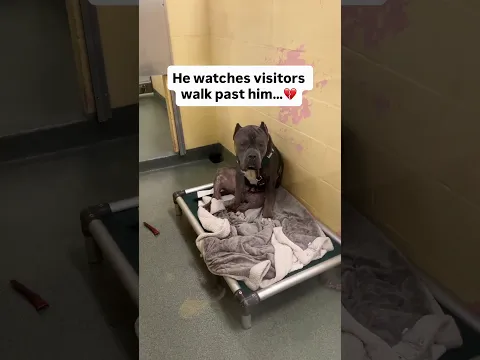 Sad Big Dog Keeps Getting Passed By at the Shelter 💔