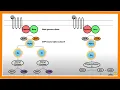 Signal Transduction Pathways G-Protein Receptor Tyrosine Kinase cGMP
