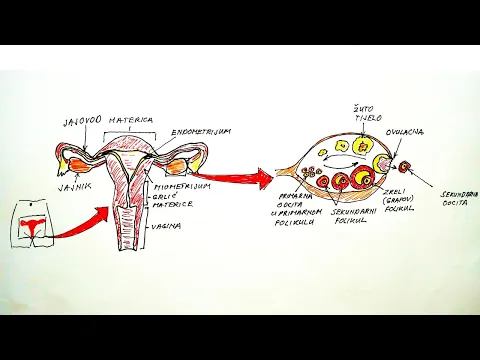 HORMONSKA REGULACIJA MENSTRUALNOG CIKLUSA: FSH, LH, ESTROGEN I PROGESTERON