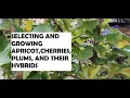 Selecting Growing Apricot Cherries Plums and their Hybrids