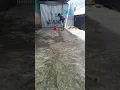 Oleng oleng truk sulawesi