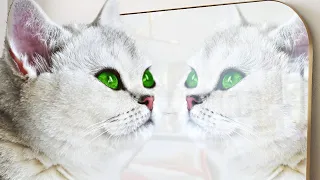 top 10 cele mai frumoase rase de pisici din lume