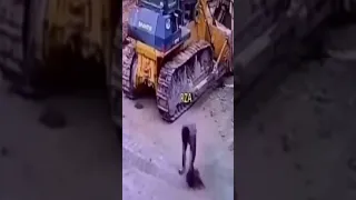 صدم عيشة الكلب    دندنها