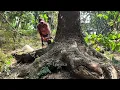 Download Lagu The first tree was destroyed, the next three trees fell in one go‼️