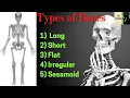 Types of Bones Classification of Bones Long Short Flat Irregular sesamoid Facts about Bones